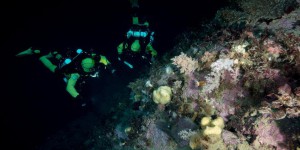 Polynésie française : une capsule pour l'étude des coraux