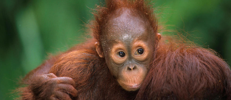 Paris : un bébé orang-outan naît au Jardin des Plantes