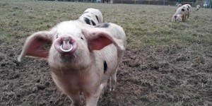 Science : des cerveaux de porcs continuent de fonctionner après leur mort