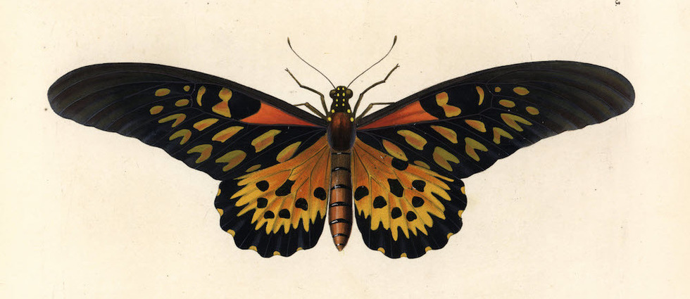Afrique : sur les traces de Papilio antimachus