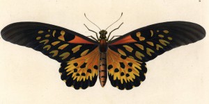 Afrique : sur les traces de Papilio antimachus