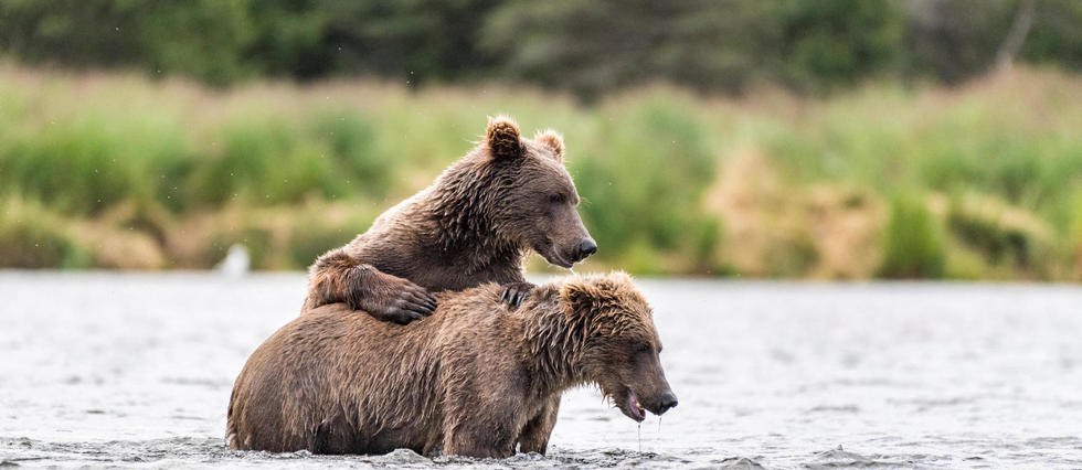 Alaska : les chasseurs pourront bientôt tuer les ours et leurs petits dans leurs tanières