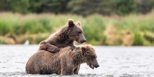 Alaska : les chasseurs pourront bientôt tuer les ours et leurs petits dans leurs tanières