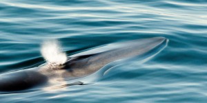 Blessée par l'homme, la baleine Fluker agonise en Méditerranée
