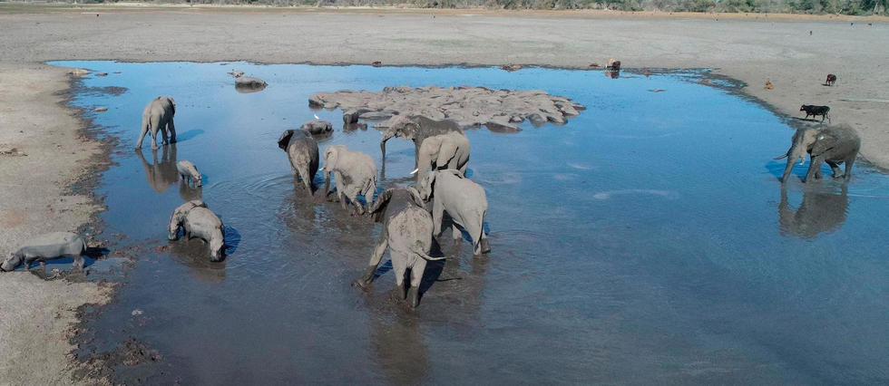 Botswana : la mort soudaine de centaines d'éléphants interroge les autorités