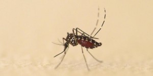 Pourquoi les moustiques vont de plus en plus nous piquer