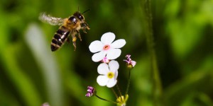 Un insecticide dangereux pour les abeilles bientôt réintroduit