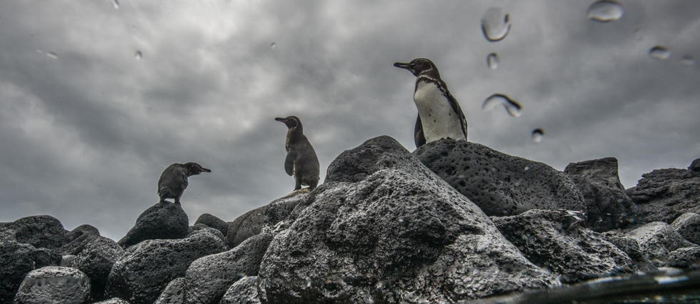 Les Galapagos recensent une population record de pingouins et de cormorans