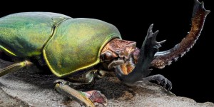 Sécurité aéronautique : ce scarabée qui inspire les chercheurs