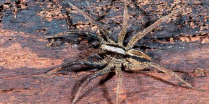 Royaume-Uni : une araignée rarissime découverte sur une base militaire