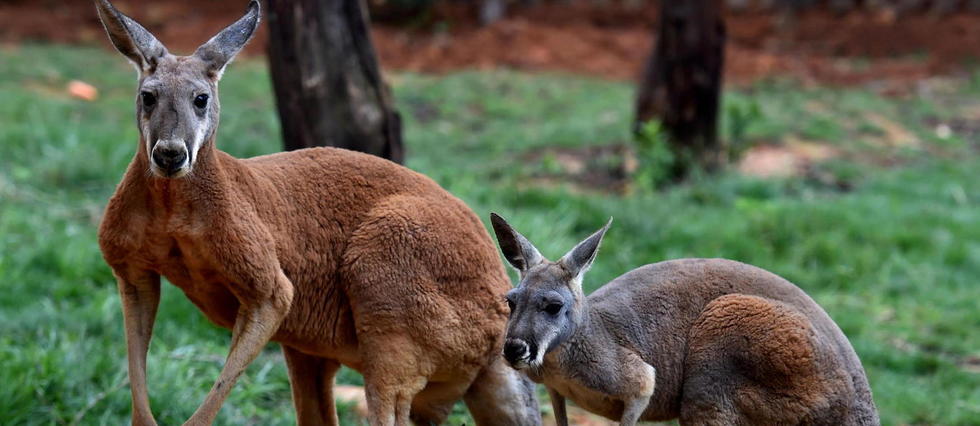 Pour demander de l'aide, les kangourous savent communiquer avec l'homme