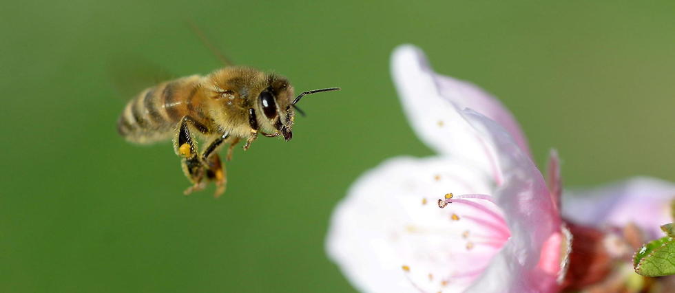 Un quart des espèces d’abeilles n’a pas été signalé depuis 1990