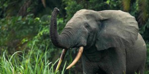 L’éléphant de forêt d’Afrique en danger critique d’extinction