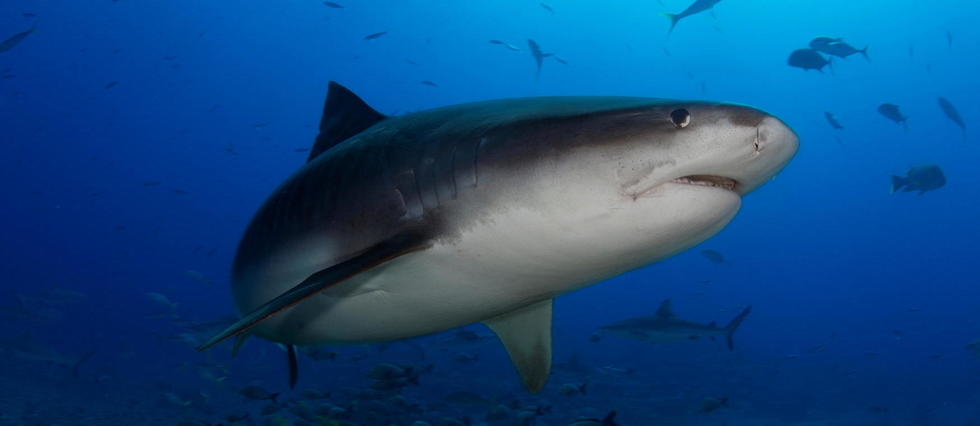 Le rôle improbable des requins dans les écosystèmes endommagés