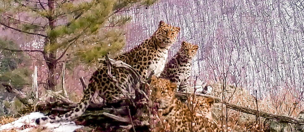 Russie : une femelle léopard de l’Amour aperçue avec ses petits