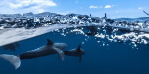Les dauphins savent se reconnaître et se rassembler entre amis