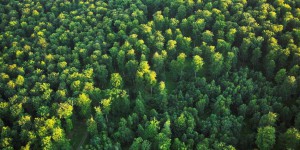 La grande mue des forêts françaises
