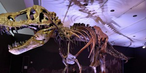 Les tyrannosaures n’étaient peut-être pas trop bêtes pour chasser en meute