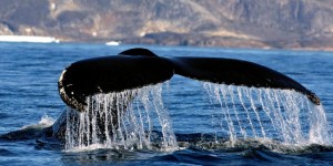 16 kg de plastiques retrouvés dans le ventre d’une baleine à bec dans les Landes