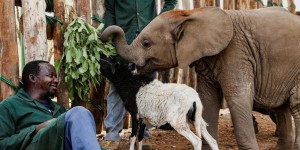 L’ADN d’éléphant, ça ne trompe pas : Nania, 3 ans, va retrouver sa mère