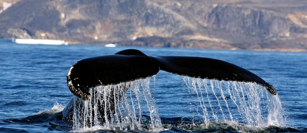 Des bombes de la Seconde Guerre mondiale rendent-elles les baleines sourdes ?
