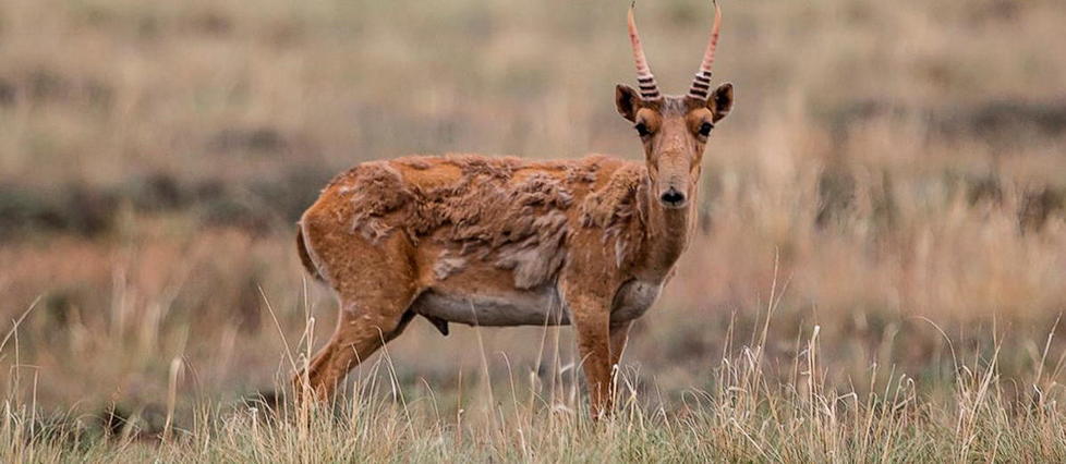 Kazakhstan : une antilope proche de l’extinction fait un retour en force