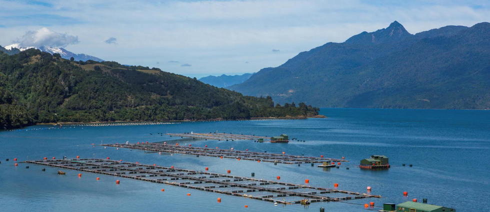 L’Argentine dit non à l’élevage de saumons, une première dans le monde