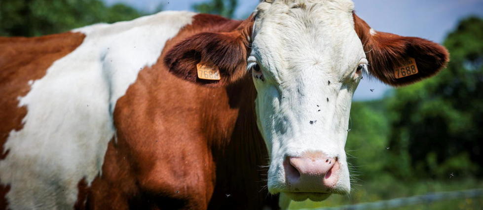Certains microbes dans l’estomac des vaches pourraient décomposer le plastique