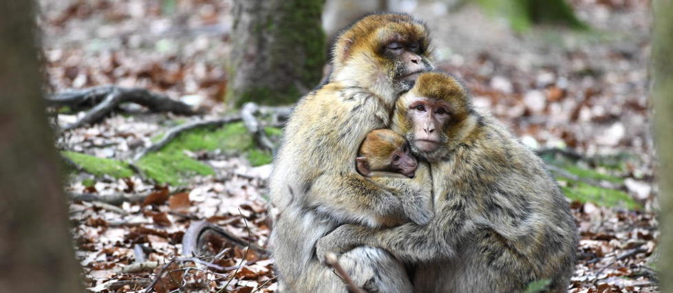Japon : un groupe de 677 macaques dirigé par une femelle alpha
