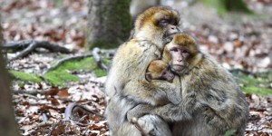 Japon : un groupe de 677 macaques dirigé par une femelle alpha