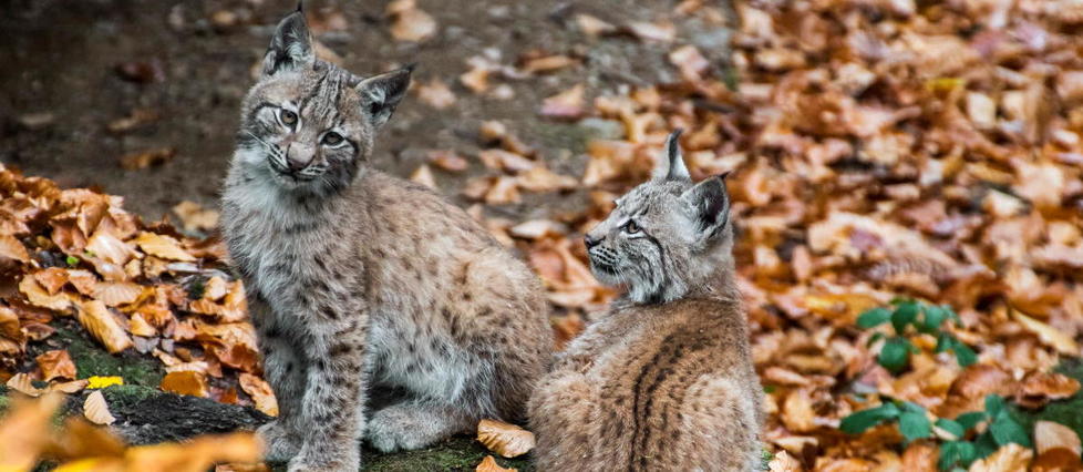 Vosges : naissance inédite de deux lynx boréal