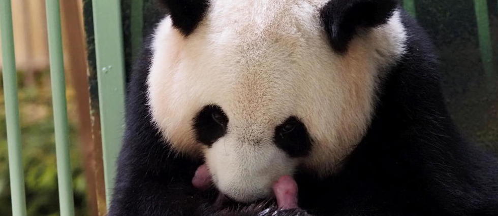 Zoo de Beauval : choisissez le nom des bébés pandas
