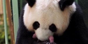 Zoo de Beauval : choisissez le nom des bébés pandas