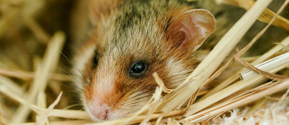 Les hamsters tiennent bien mieux l’alcool que les humains, selon une étude
