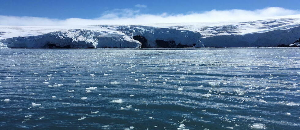 La plus vaste colonie de reproduction de poissons découverte en Antarctique