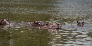 Ces écologistes qui veulent la peau des hippos de Pablo Escobar