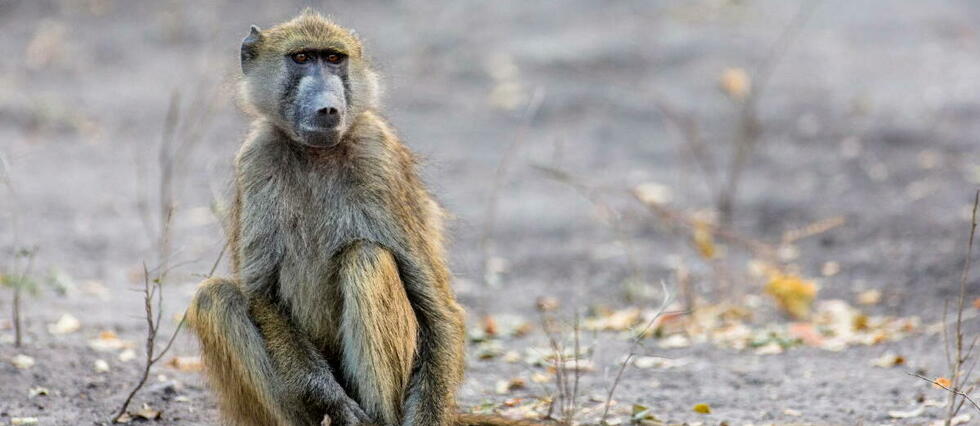 Les graves répercussions des maltraitances infantiles chez les babouins