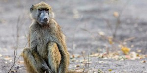 Les graves répercussions des maltraitances infantiles chez les babouins