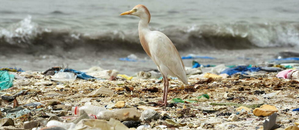 Pollution plastique : l’ONU se penche sur un traité « historique »