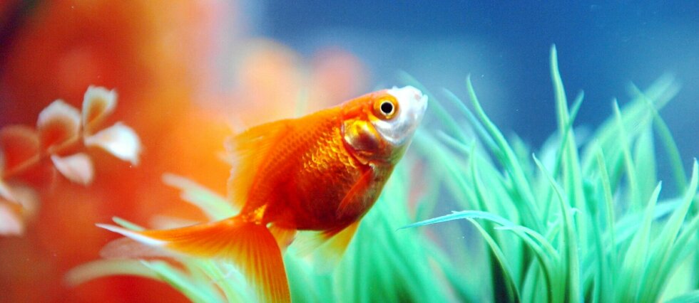 Relâcher des poissons rouges dans la nature serait dangereux
