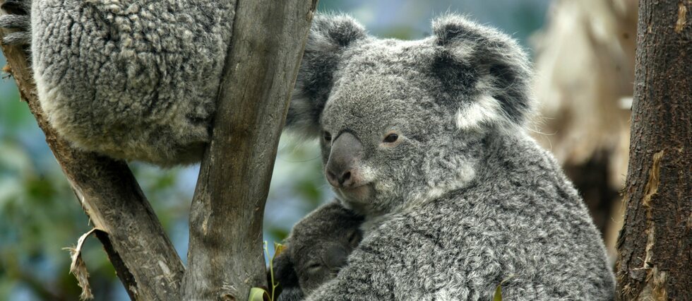 Australie : et si les koalas résistaient au changement climatique ?