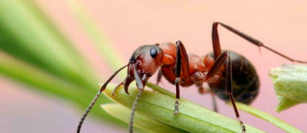L’intelligence artificielle challengée par les fourmis