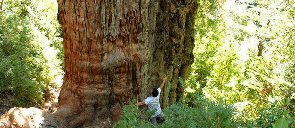 Le plus vieil arbre au monde pourrait être un cyprès chilien