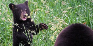 Au Mexique, les autorités enquêtent après le lynchage d’un ourson