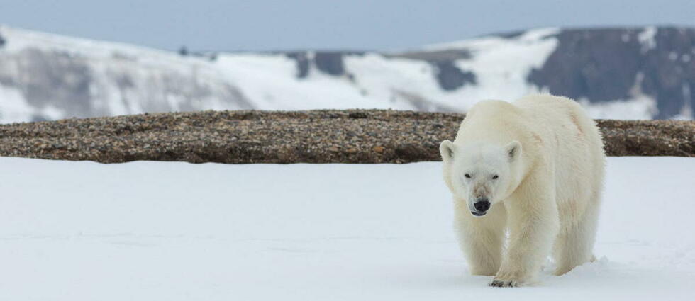 Une touriste française attaquée par un ours polaire dans l’Arctique