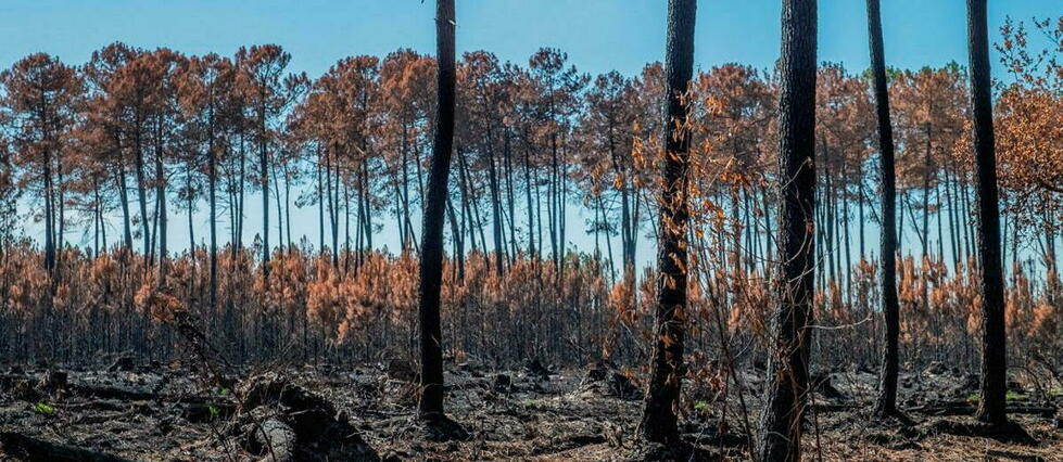 Après les incendies dévastateurs, faut-il replanter la forêt ?