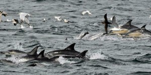 500 dauphins-pilotes meurent au large de la Nouvelle-Zélande