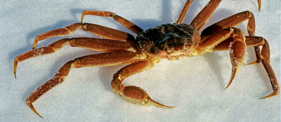 Alaska : près de 90 % de la population de crabes des neiges a disparu