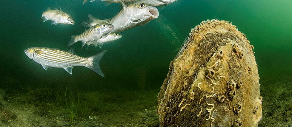 L’étang de Thau, fragile sanctuaire d’un étonnant mollusque marin
