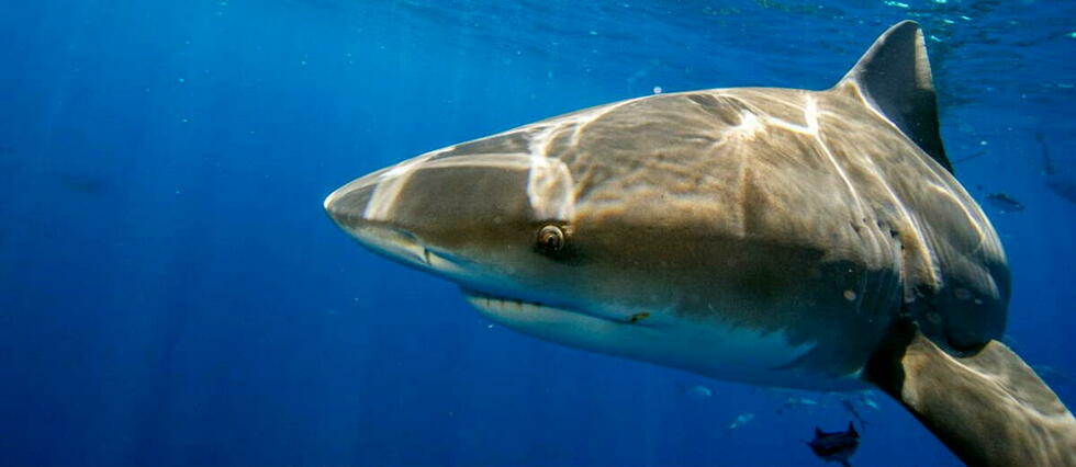 Biodiversité : une décision « historique » pour protéger les requins